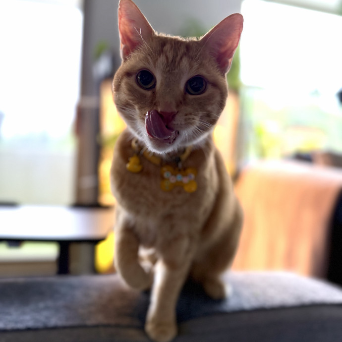 Julie's Purrfessional Cat Care