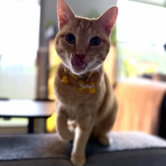 Julie's Purrfessional Cat Care