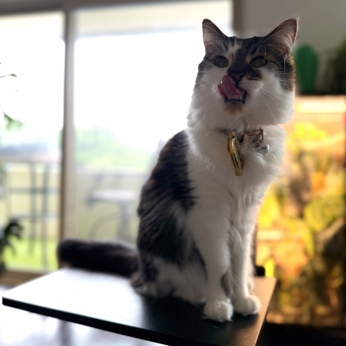 Julie's Purrfessional Cat Care