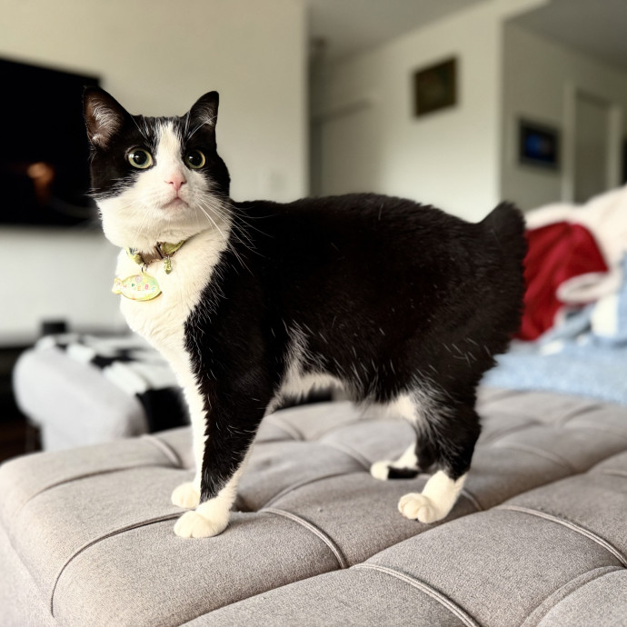 Julie's Purrfessional Cat Care