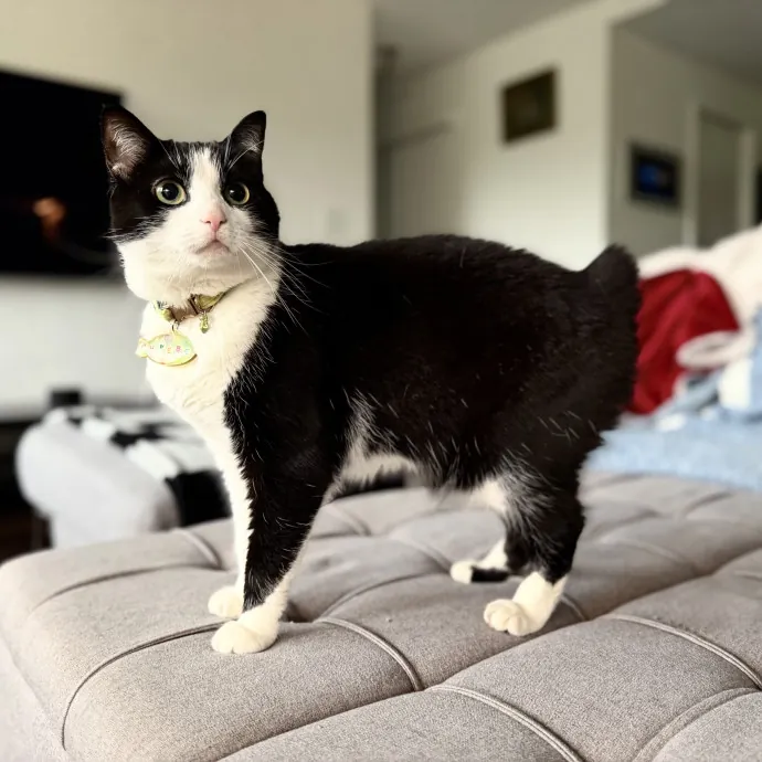 Julie's Purrfessional Cat Care
