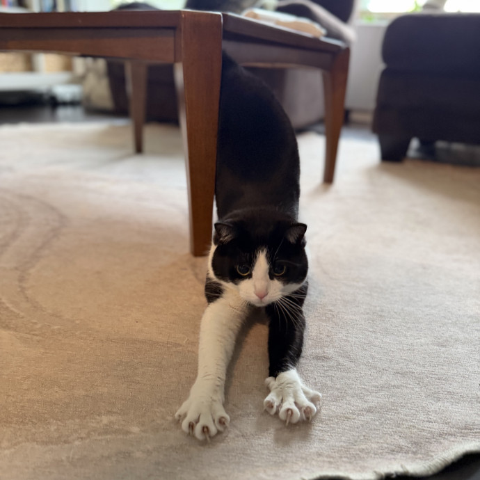 Julie's Purrfessional Cat Care