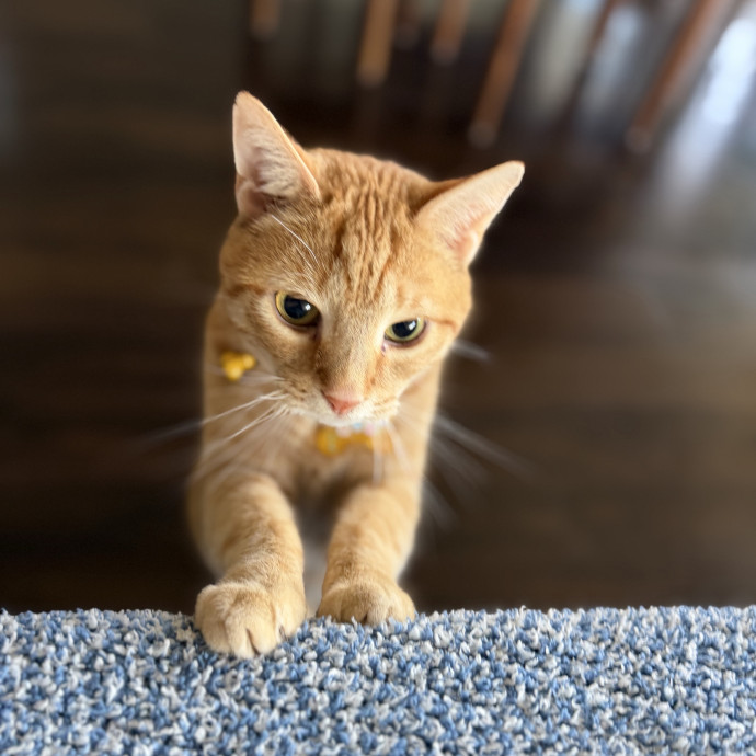 Julie's Purrfessional Cat Care