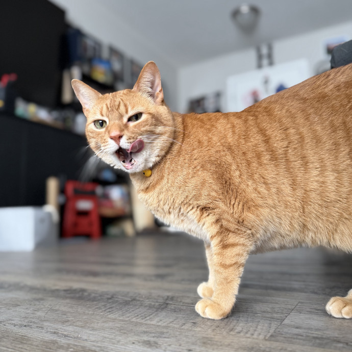 Julie's Purrfessional Cat Care