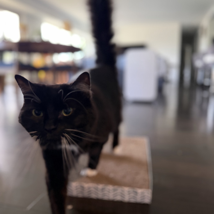 Julie's Purrfessional Cat Care
