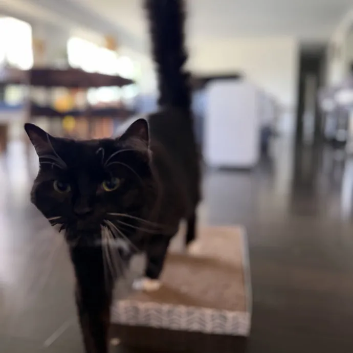 Julie's Purrfessional Cat Care