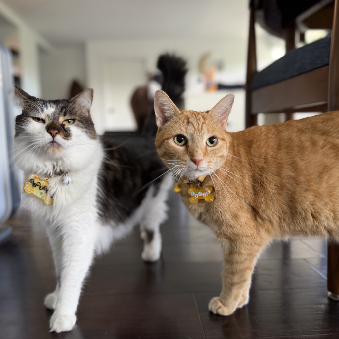 Julie's Purrfessional Cat Care