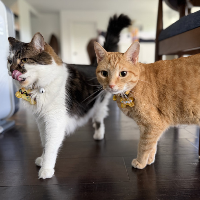 Julie's Purrfessional Cat Care