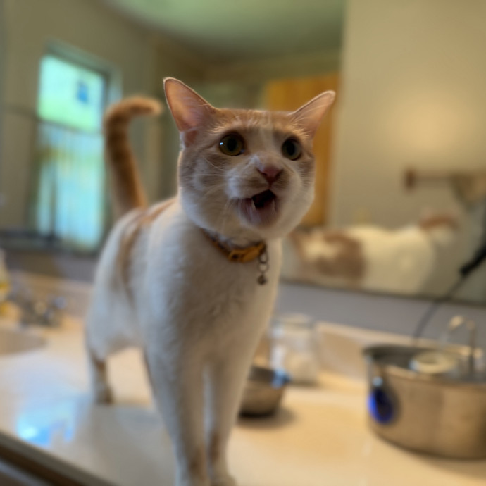 Julie's Purrfessional Cat Care