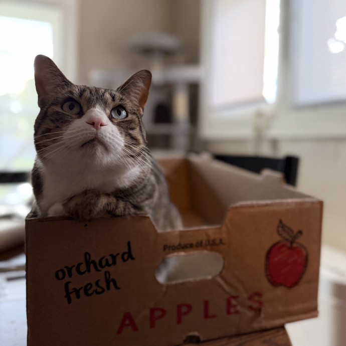 Julie's Purrfessional Cat Care
