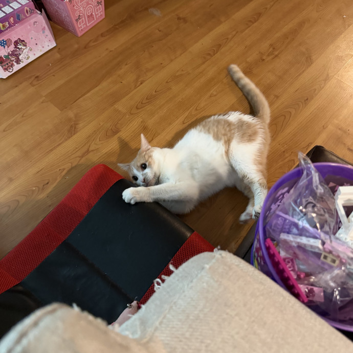 Julie's Purrfessional Cat Care