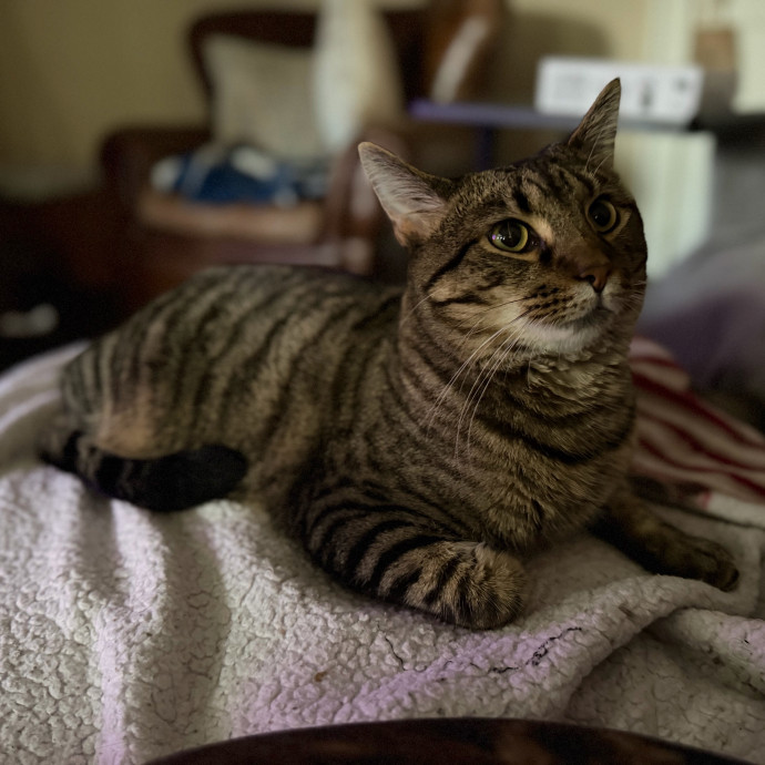Julie's Purrfessional Cat Care