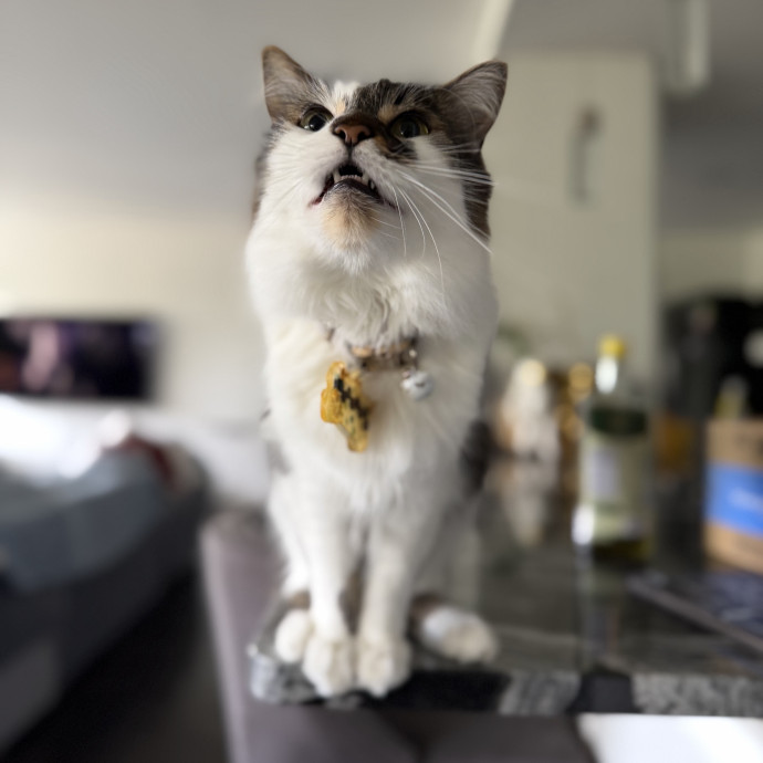 Julie's Purrfessional Cat Care