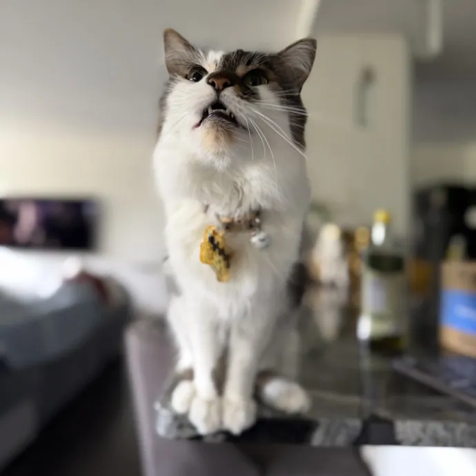 Julie's Purrfessional Cat Care