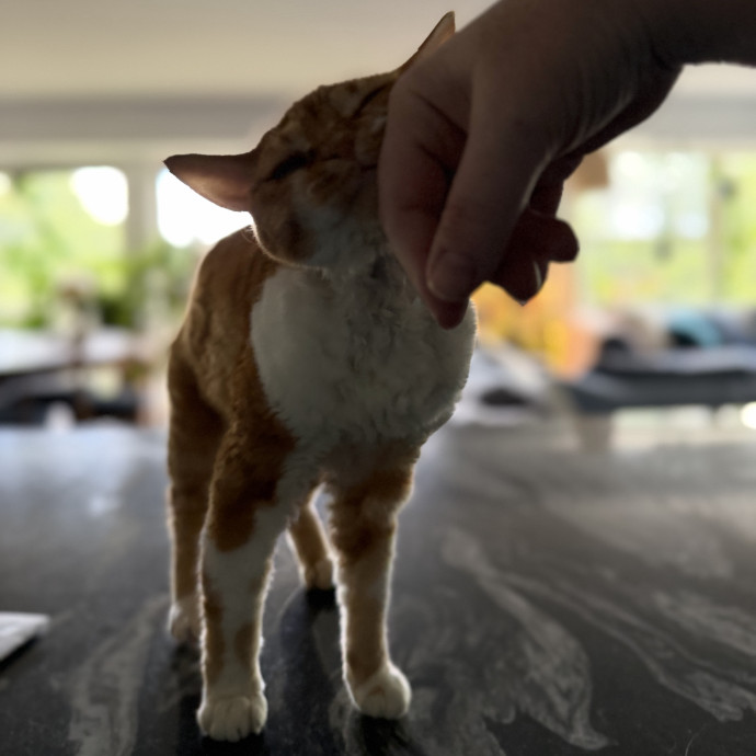 Julie's Purrfessional Cat Care