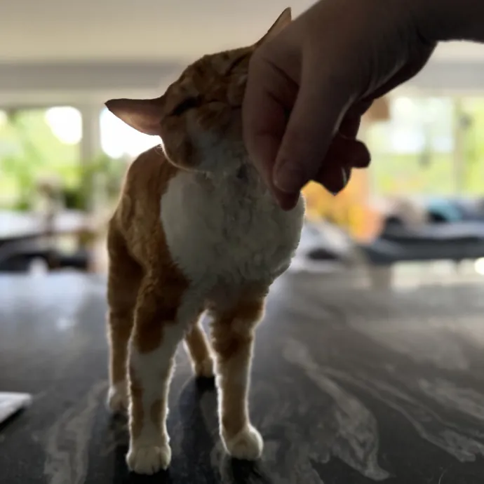Julie's Purrfessional Cat Care