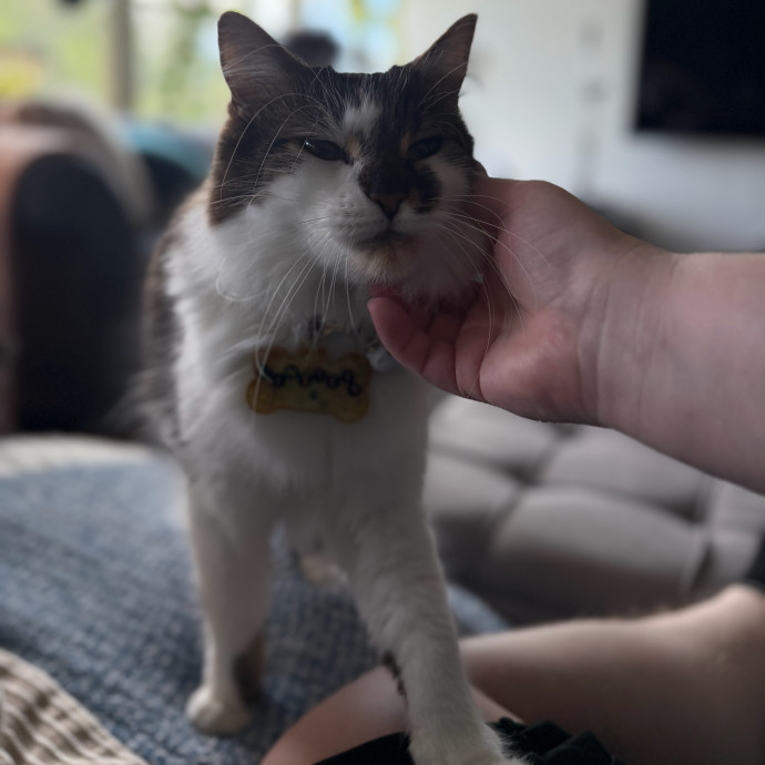 Julie's Purrfessional Cat Care