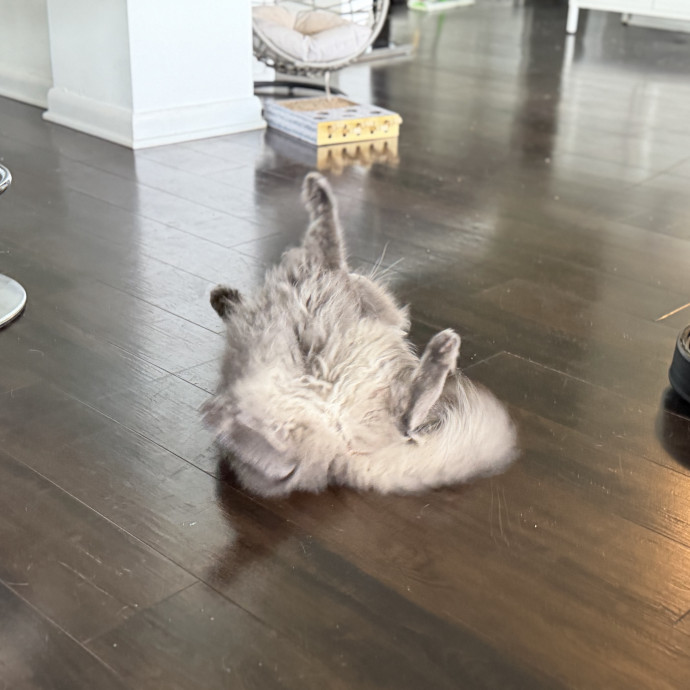 Julie's Purrfessional Cat Care