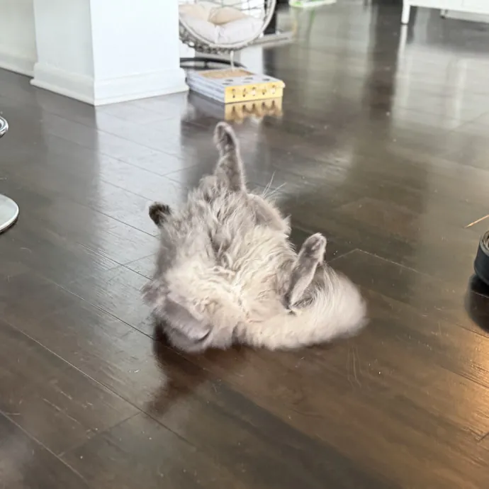 Julie's Purrfessional Cat Care