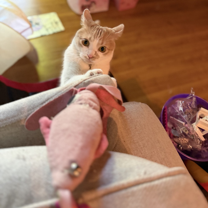 Julie's Purrfessional Cat Care
