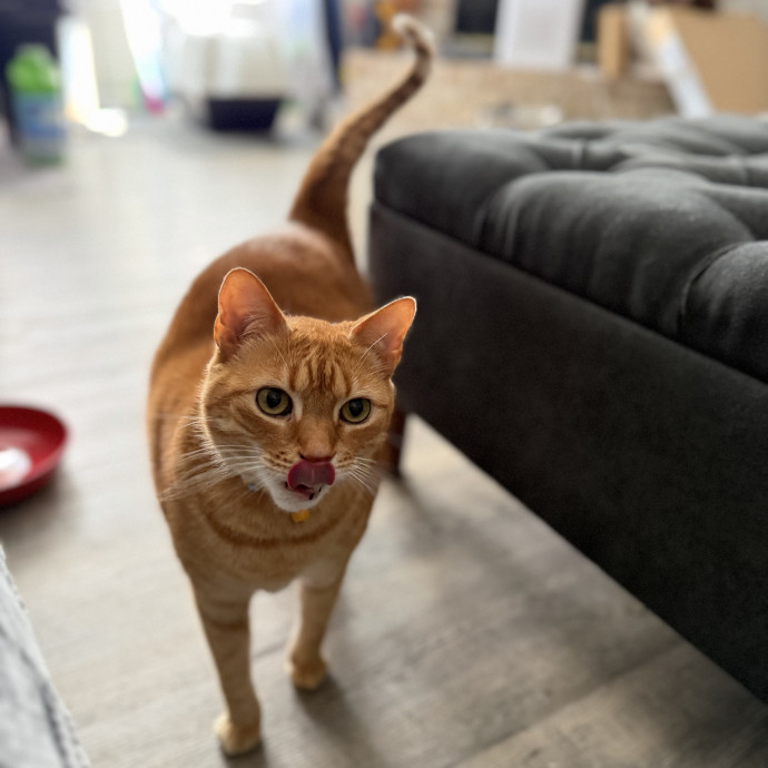 Julie's Purrfessional Cat Care