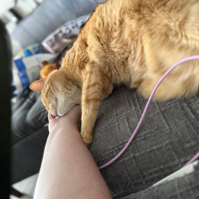 Julie's Purrfessional Cat Care