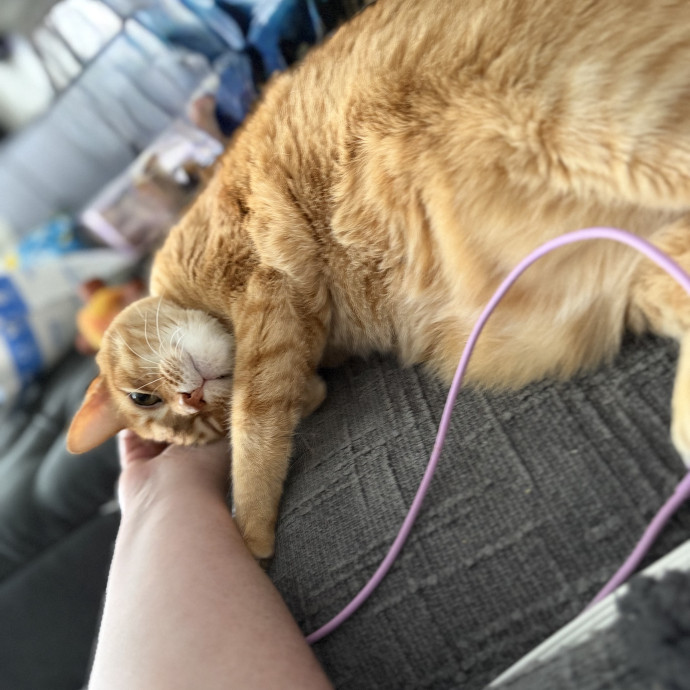 Julie's Purrfessional Cat Care