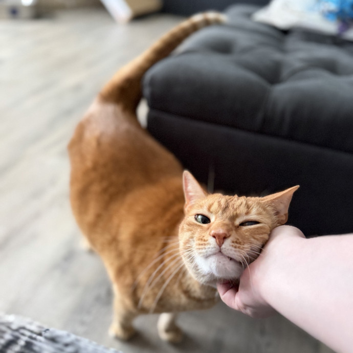 Julie's Purrfessional Cat Care