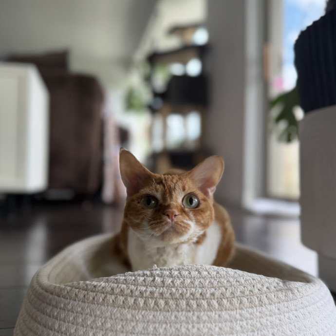 Julie's Purrfessional Cat Care