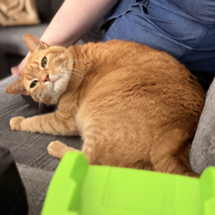 Julie's Purrfessional Cat Care