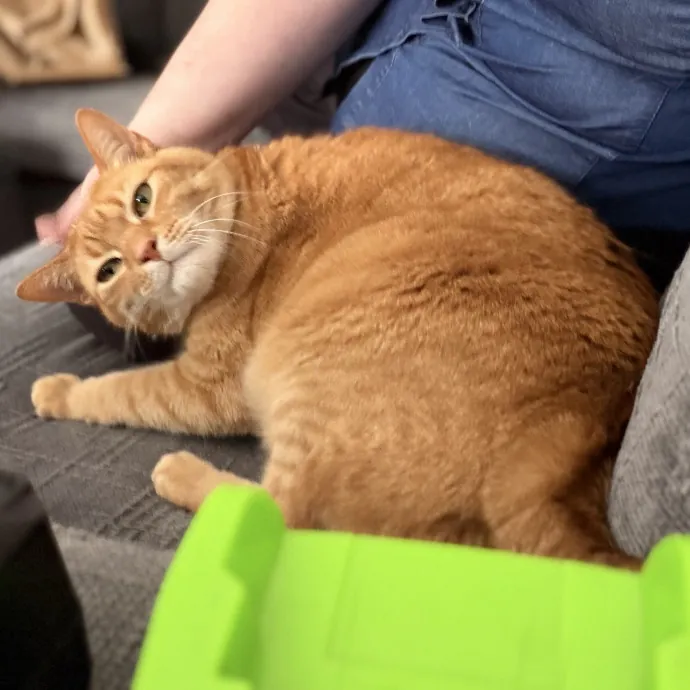 Julie's Purrfessional Cat Care