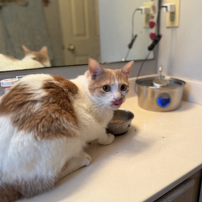 Julie's Purrfessional Cat Care