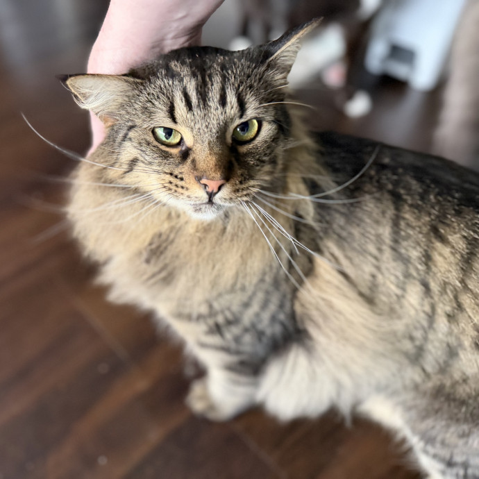 Julie's Purrfessional Cat Care