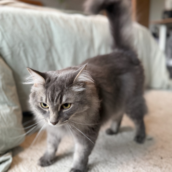 Julie's Purrfessional Cat Care