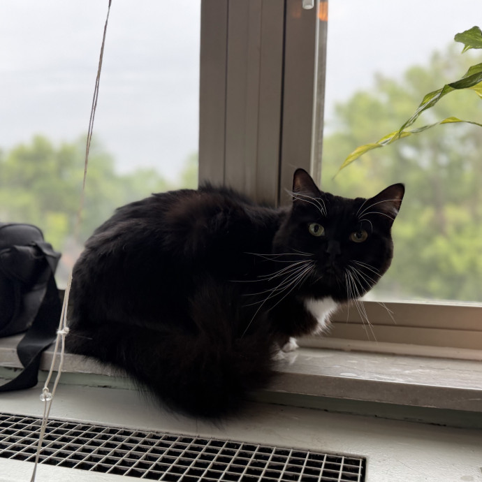 Julie's Purrfessional Cat Care