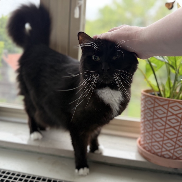 Julie's Purrfessional Cat Care