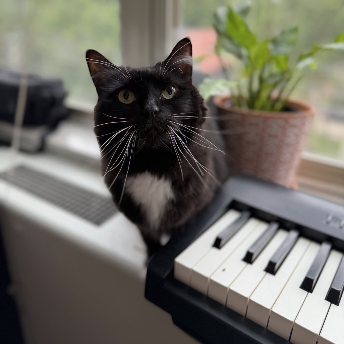 Julie's Purrfessional Cat Care