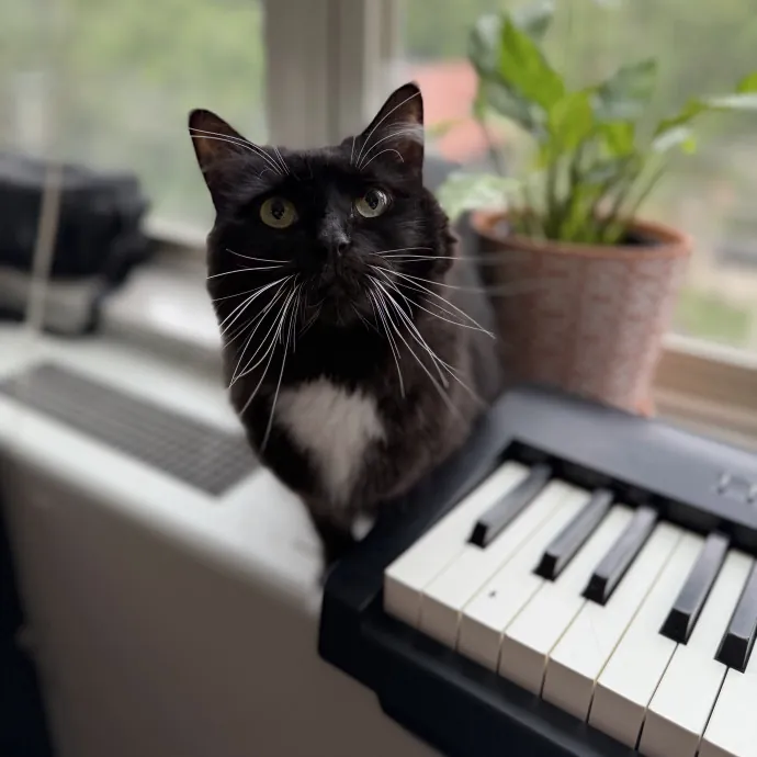 Julie's Purrfessional Cat Care