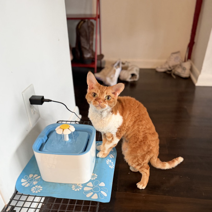 Julie's Purrfessional Cat Care