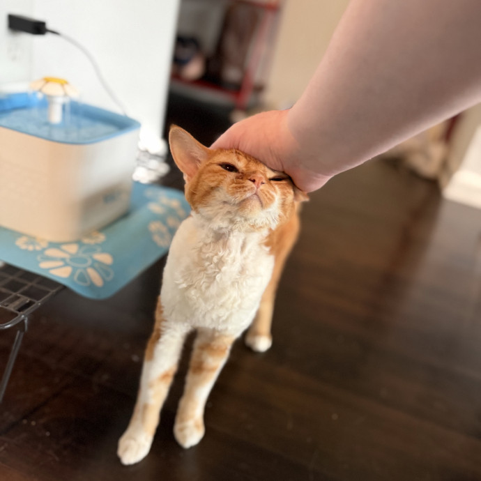 Julie's Purrfessional Cat Care