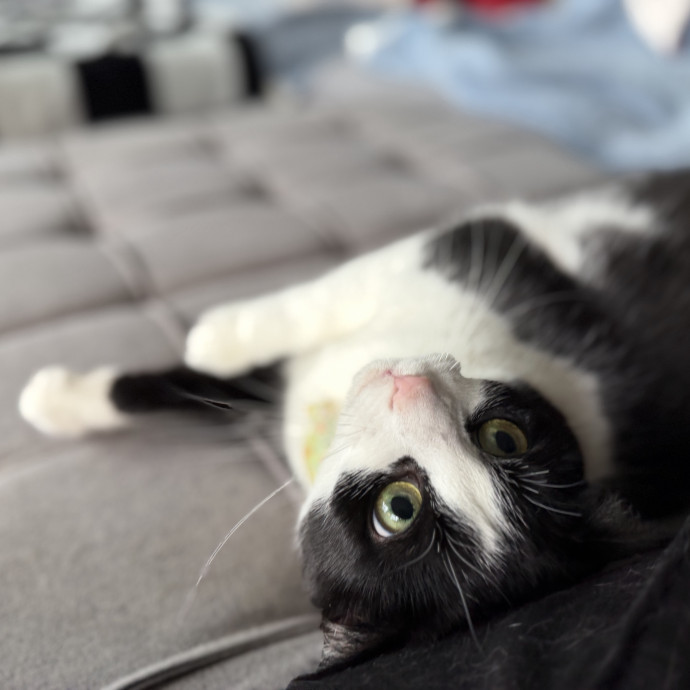Julie's Purrfessional Cat Care