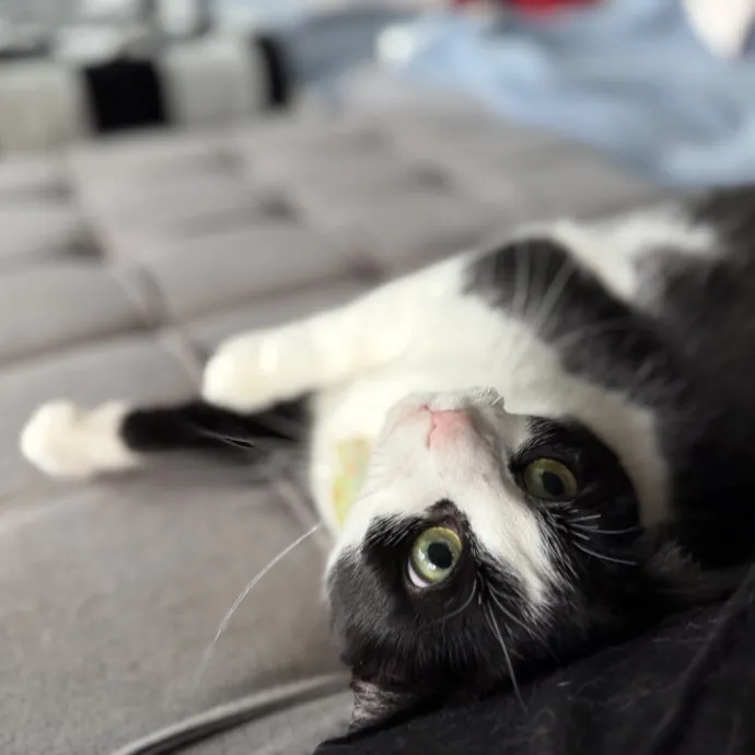 Julie's Purrfessional Cat Care
