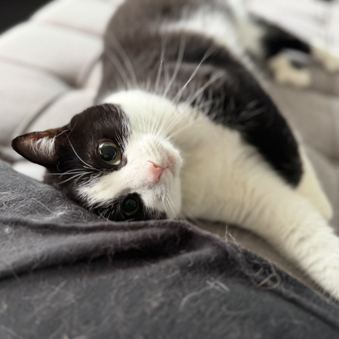 Julie's Purrfessional Cat Care