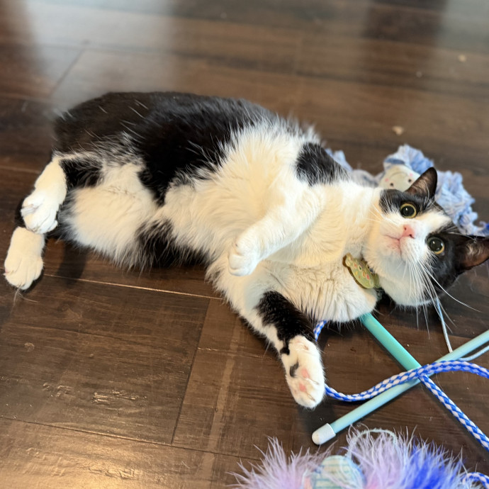Julie's Purrfessional Cat Care