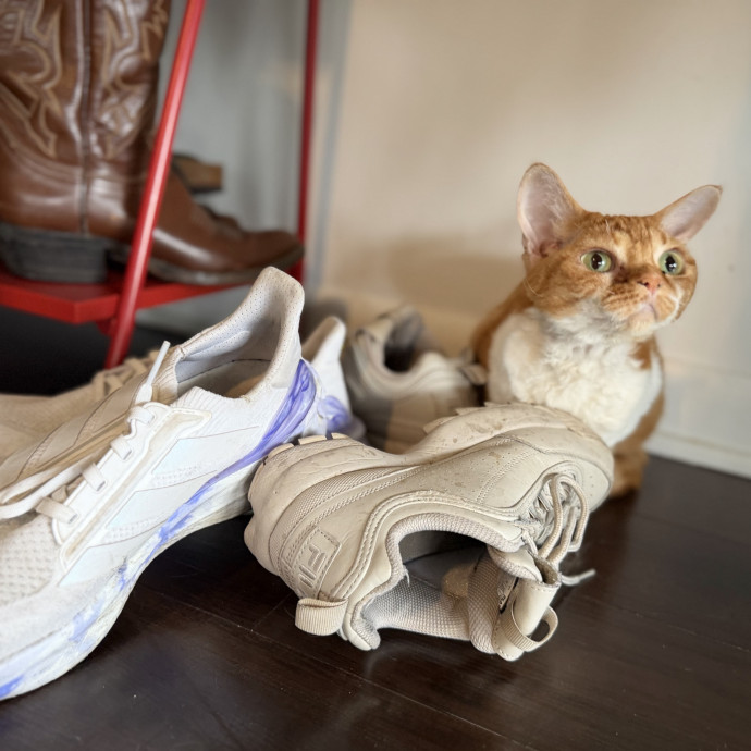Julie's Purrfessional Cat Care