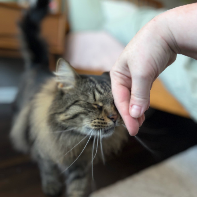 Julie's Purrfessional Cat Care
