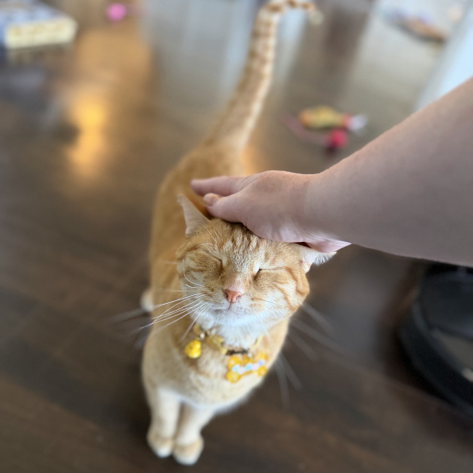 Julie's Purrfessional Cat Care