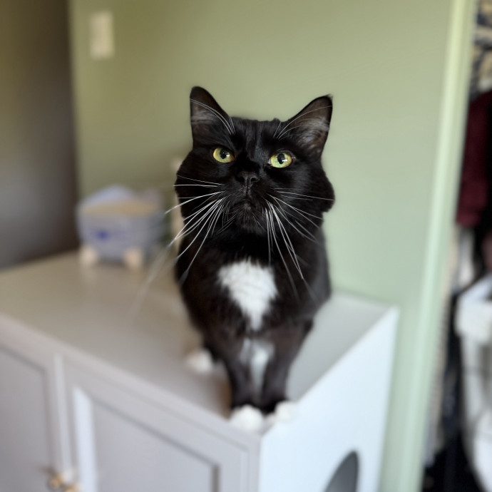 Julie's Purrfessional Cat Care