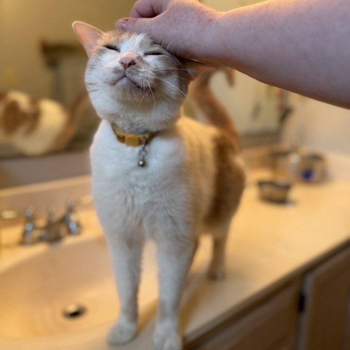 Julie's Purrfessional Cat Care