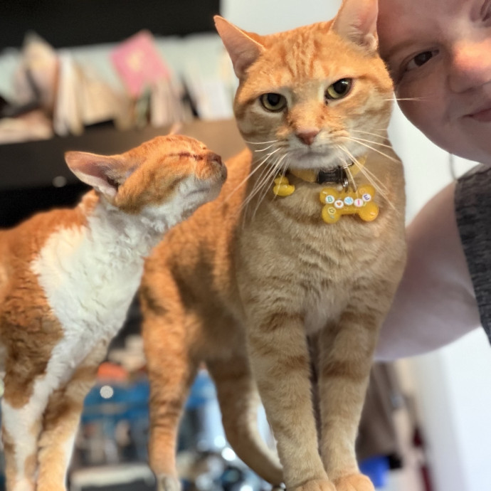 Julie's Purrfessional Cat Care